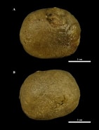 Afbeeldingsresultaten voor "artemisia Arcígera". Grootte: 141 x 185. Bron: www.researchgate.net
