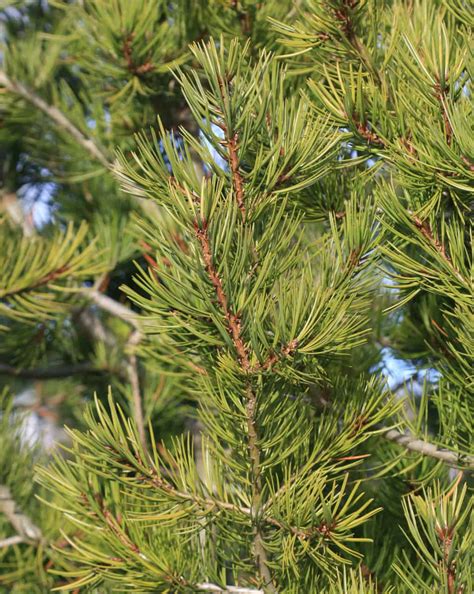 common types  pine trees  north america  progardentips