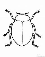 Beetle Coloring Pages Printable Colouring Color Bug Getcolorings Japanese Getcoloringpages Print Getdrawings Scarab Cartoon sketch template