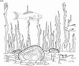 Mussel Designlooter Endangered Heterodon Dwarf Species sketch template