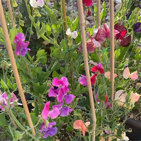 grow amazing sweet peas  containers