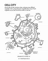 Organelles Pipette sketch template