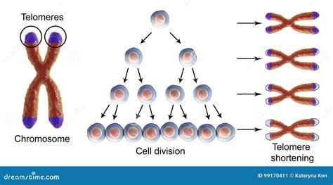Human Cell Chromosome And Telomere Cartoon Vector