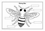 Minibeast Labelling Bee Sheets Parts Label Diagram Kids Bumble Printable Activities Bug Children Simple Minibeasts Sparklebox Diagrams Insects Kindergarten Choose sketch template
