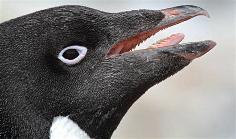 adelie penguin mouth  shot shows  stiff  po flickr