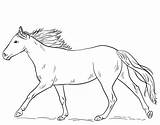 Horse Coloring Pages Horses Running Drawing Appaloosa Draw Printable Spotted Color Print Getdrawings Step Steps Cartoon Sheets Dala Kids Equestrian sketch template