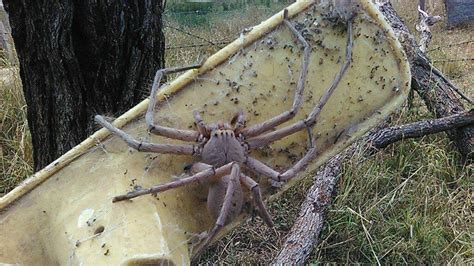 dit moet wel de grootste spin zijn die je ooit hebt gezien rtl nieuws