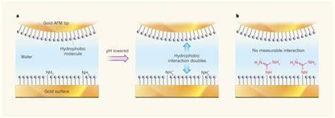 hydrophobic interactions  context nature