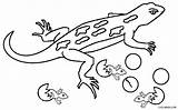 Lizard Coloring Pages Baby Printable Cool2bkids Kids sketch template