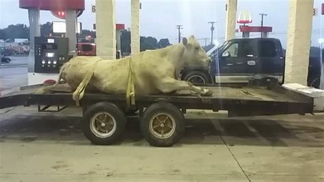 viral photo shows  strapped  trailer animal control