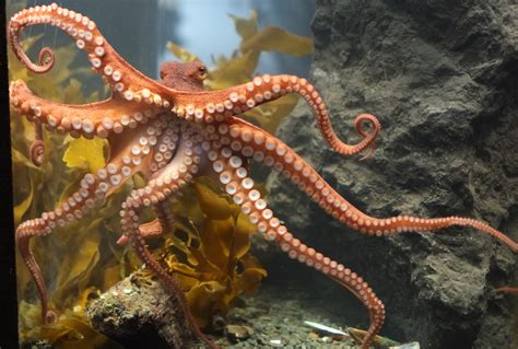 octopus wallpapers animal hq octopus pictures  wallpapers