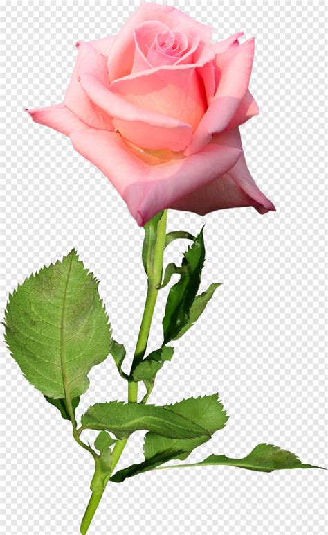 Rose Flower Pink Rose Flower Single Rose Flower Rose Border Rose
