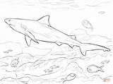 Shark Coloring Pages Bull Realistic Drawing Megalodon Printable Outline Goblin Sharks Color Haai Fish Kids Basking Adults Ocean Getdrawings Getcolorings sketch template