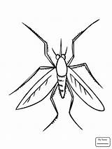 Mosquito Coloring Pages Drawing Insect Color Printable Colorings Getcolorings Online Clipartmag Insects Supercoloring Categories sketch template