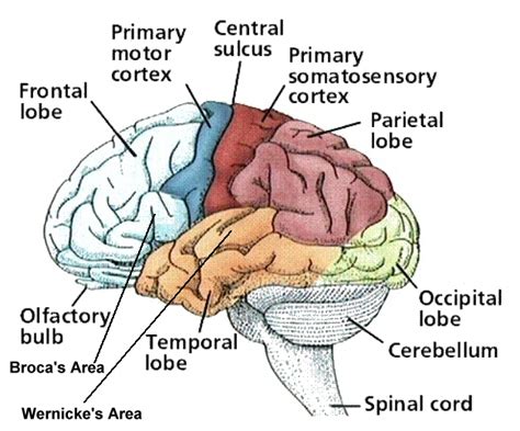 Essential Neuroanatomy Brodmann S Classification