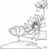 Lily Coloring Pages Water Nymphaea Supercoloring Printable Flower Drawing Painting Embroidery Flowers Drawings Line Color Von Stencils Sketches Seerose Machine sketch template