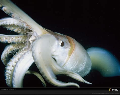ancient legendary giant squid     extraordinary animals