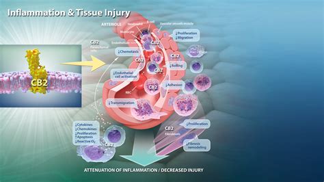 inflammation tissue injury phytecs