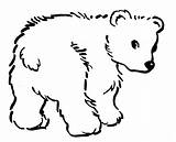 Coloring Bear Pages Baby Outline Polar Bears Clipart Drawing Printable Sheet Sheets Clip Cliparts Color Clipartbest Digi Kids Ant Llc sketch template