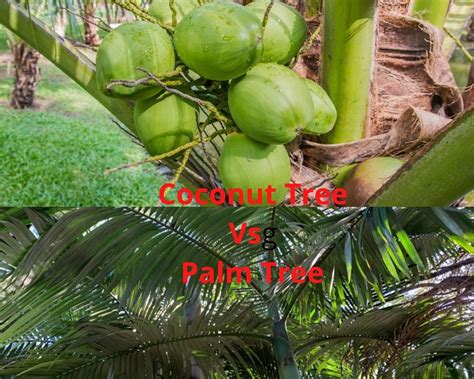 coconut tree  palm tree top  differences ispuzzle global