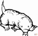Mole Coloring Pages Clipart Color Animal Cartoon Mammals Drawing Lesson Supercoloring Moles Animals Print Getdrawings Library Cliparts sketch template