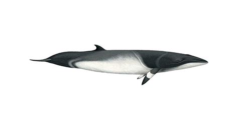 minke whale facts factsnet