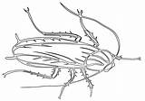 Cockroach Ferret sketch template