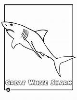 Coloring Pages Printable Shark Great Endangered Animals Kids Animal Color Ocean Sharks Print Printables Tiger Drawing Easy Sheets Sheet Cartoon sketch template