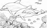 Dolphin Coloring Pages Dolphins Printable Realistic Animals Color Sheets Dolfijn Swimming Adults Super sketch template