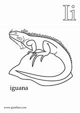 Iguana Coloring Pages Printable Pdf Version sketch template