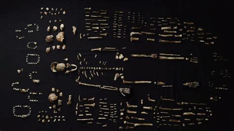 human ancestor elicits aweand  questions