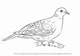Draw Dove Turtle Drawing Doves Step Birds Drawings Learn Getdrawings Paintingvalley Tutorials Drawingtutorials101 sketch template