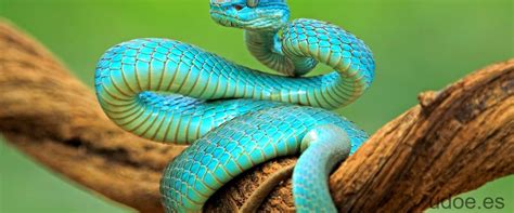 serpiente azul venenosa descubre  la crotalo azul una maravilla