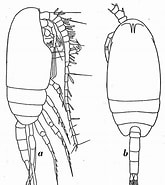 Afbeeldingsresultaten voor "scolecithricella Tenuiserrata". Grootte: 165 x 185. Bron: copepodes.obs-banyuls.fr