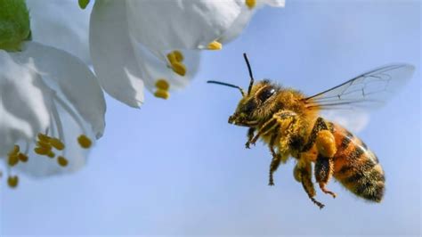 honeybees finding it harder to eat at u s bee hot spot cbc news