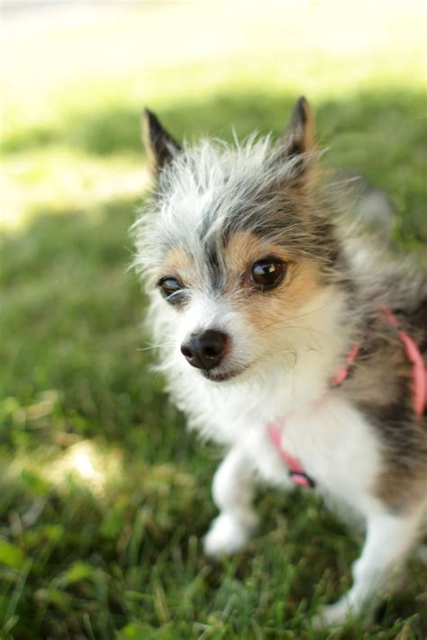 mini jack russell chihuahua mix