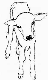 Zebu Coloring Animals Pages sketch template