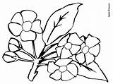 Bunga Mewarnai Mawar Melati Kumpulan Coloringhome sketch template