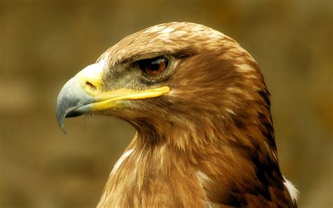 golden eagle hd wallpapers  backgrounds