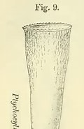 Afbeeldingsresultaten voor "Cymatocylis Vanhoffeni". Grootte: 111 x 185. Bron: www.marinespecies.org
