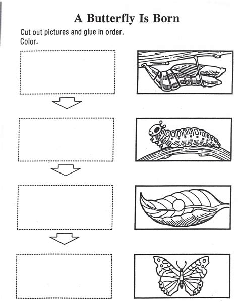 learningenglish esl butterflys life cycle activity
