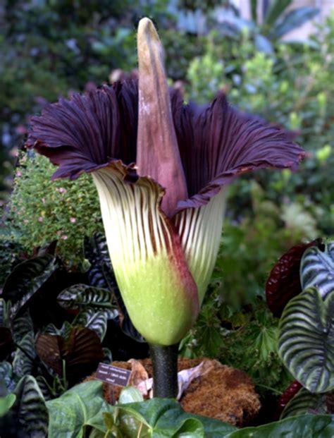 Top 10 Rarest Flowers In The World