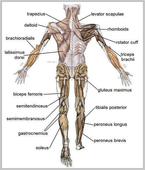 anatomy  internal organs chart