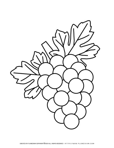 grapes coloring page planerium