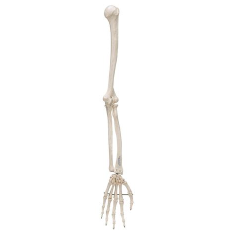 scientific  arm skeleton model wire mounted  smart anatomy