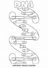 Dna Colouring Molecule Chromosome Coloring Pages Template sketch template