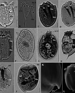 Afbeeldingsresultaten voor "pterocyrtidium Dogieli". Grootte: 151 x 185. Bron: www.researchgate.net