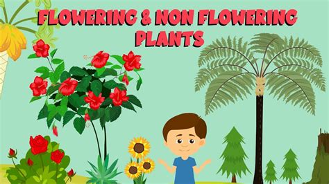 flowering   flowering plants plant life cycle video  kids