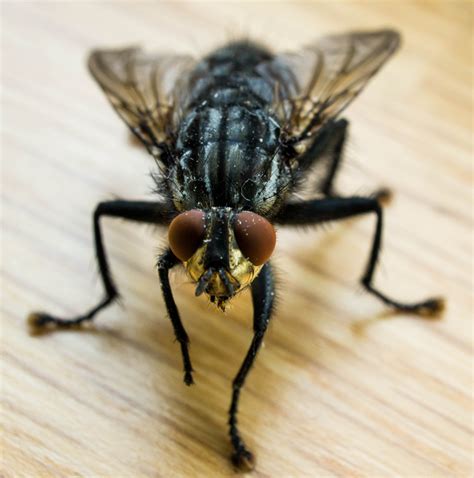 fly identification types  flies house fly anatomy life cycle