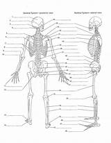Skeleton Human Diagram Anatomy Unlabeled Skeletal Body Bones System Worksheet Pdf Choose Board Coloring Physiology Answers sketch template